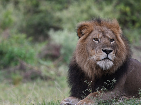 Kikooko Africa Safaris-恩德培必去景点