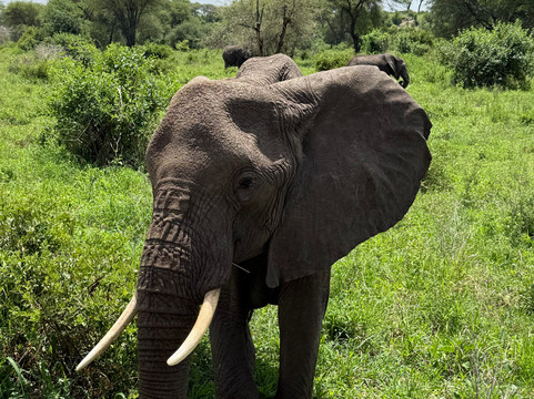 Nayla African Safaris-阿鲁沙必去景点