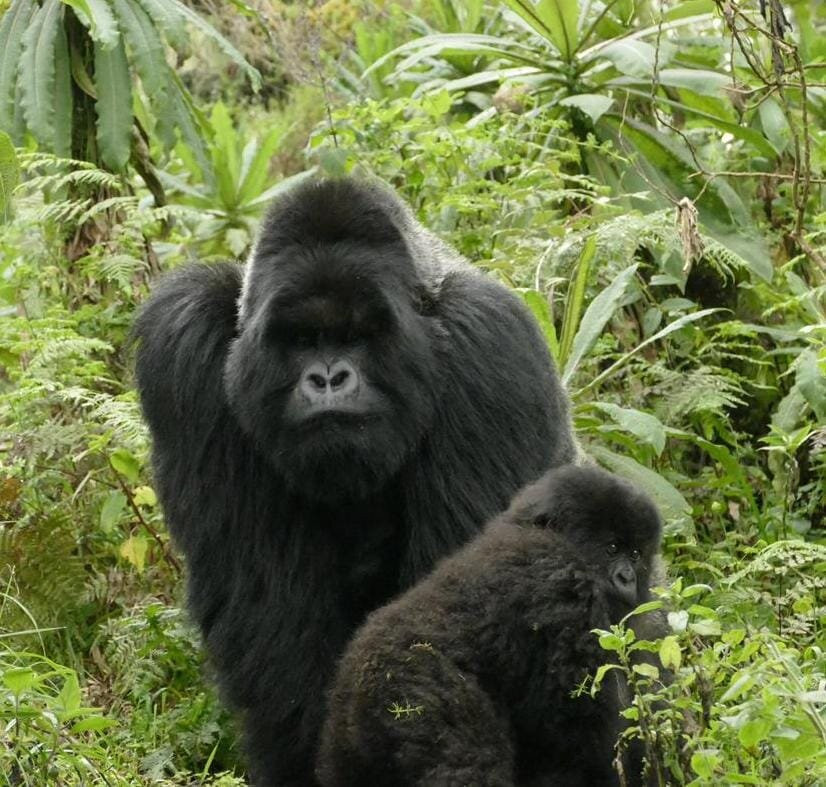 Ongeri Expeditions-Luxury Safaris-Karen必去景点