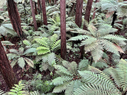 Scott Tours-陶兰加必去景点