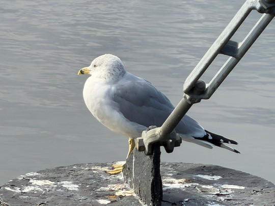 Crane's Roost Park-阿尔塔蒙特斯普林斯必去景点