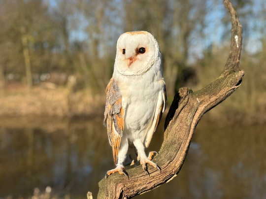 Topvogel-Diessen必去景点