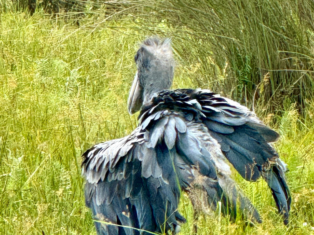Mabamba Shoebill Uganda-恩德培必去景点
