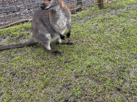 Matlock Farm Park-马特洛克必去景点