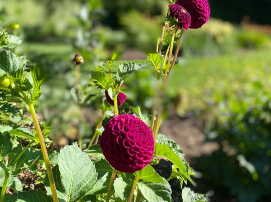 瓦纳卡薰衣草农场-瓦纳卡必去景点