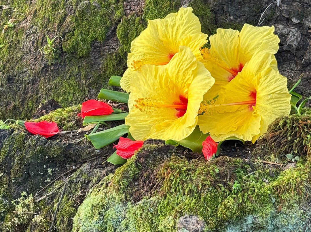 Polynesian Adventure Tours-夏威夷大岛必去景点