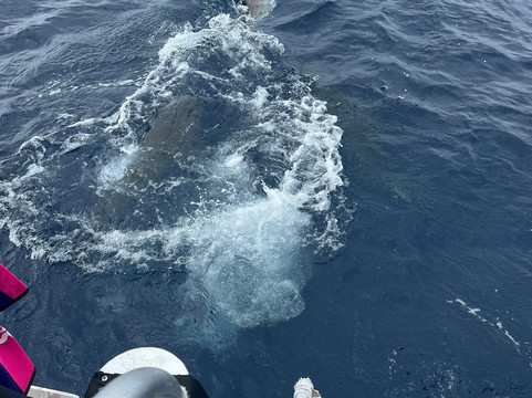 Stuart Cove's-拿骚必去景点