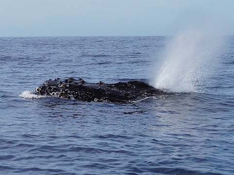 Whale Watch Cabo-卡波圣卢卡斯必去景点