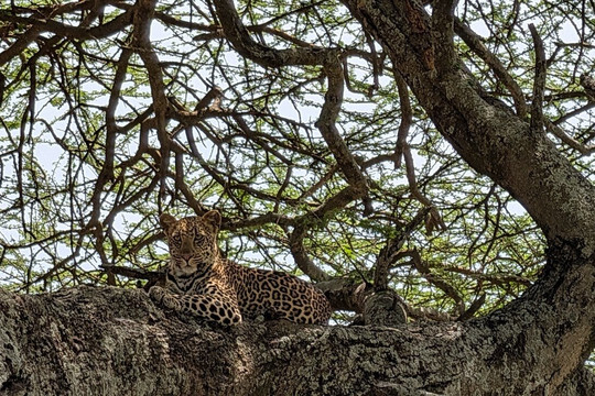 Predators Safari Club-阿鲁沙必去景点