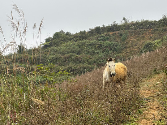 Pang Local Guide Bac Ha-Bac Ha必去景点