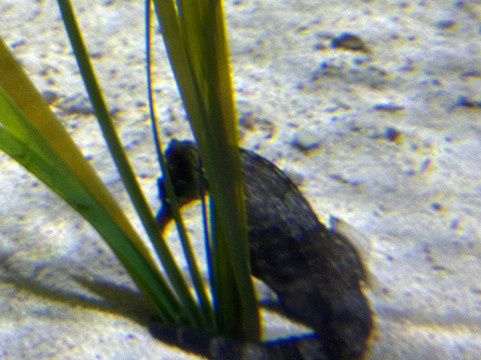 Deep Sea World-北昆斯费里必去景点