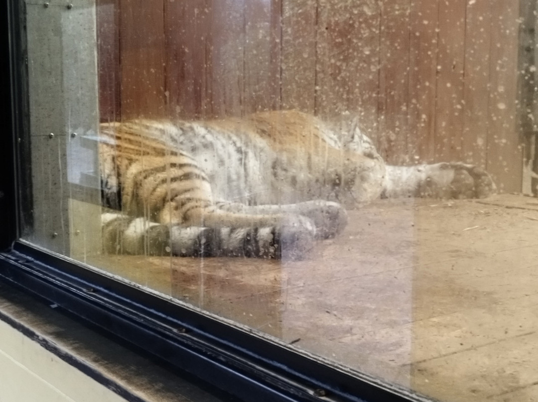 Colchester Zoo-科尔切斯特必去景点