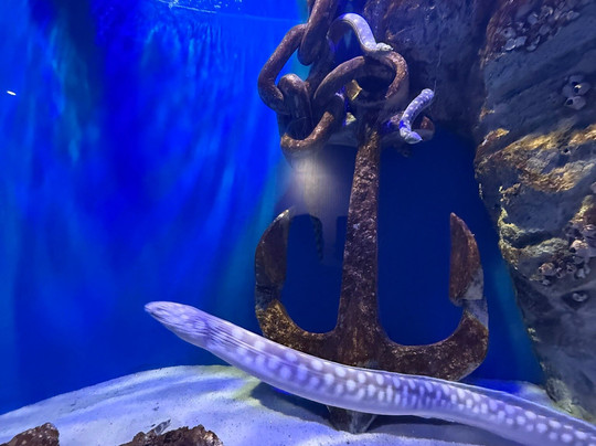 AquaRio-里约热内卢必去景点