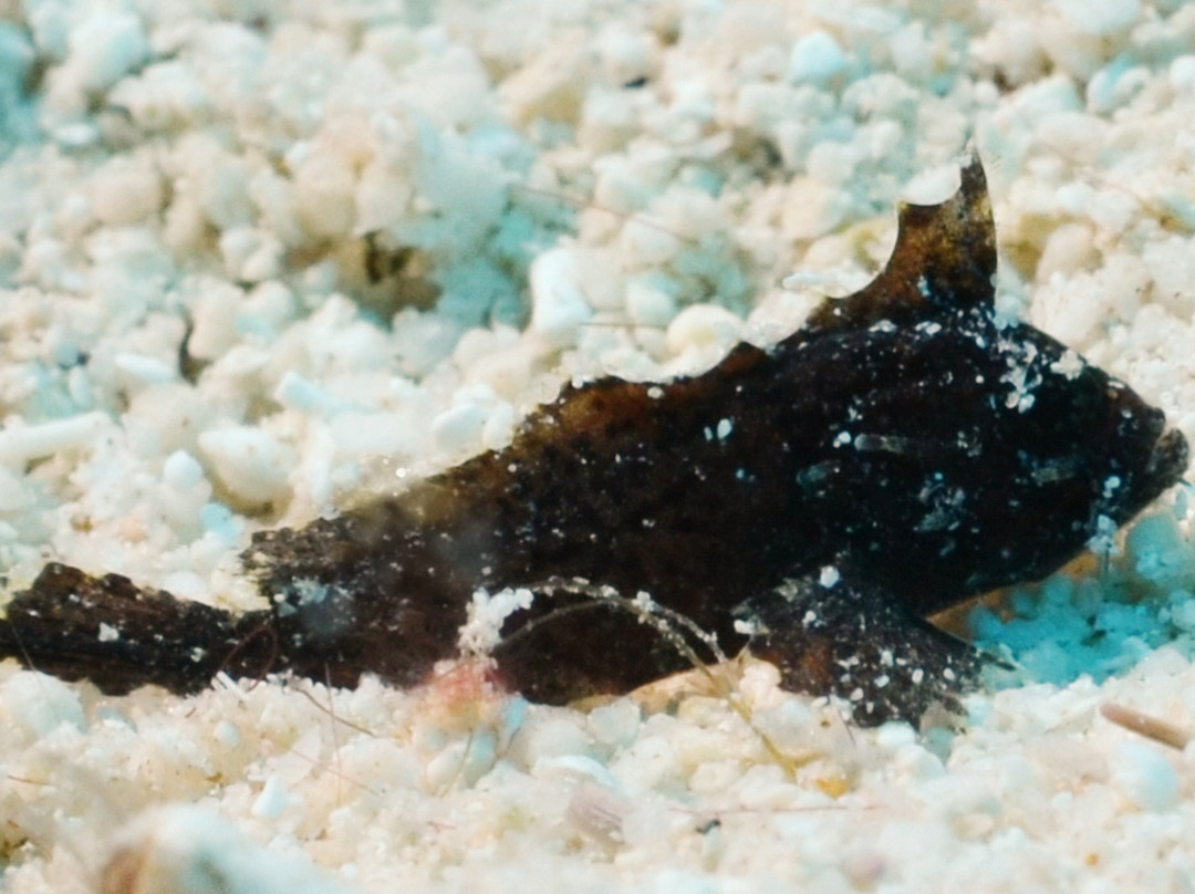 Maite Marine Sanctuary-圣胡安必去景点