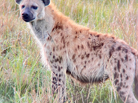 Shoor Safaris Kenya-内罗毕必去景点