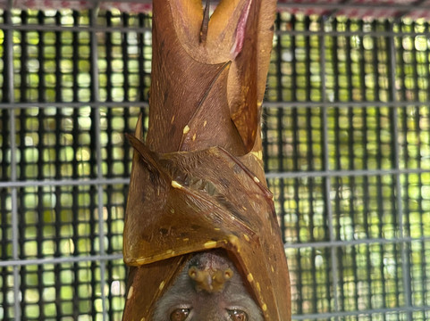 The Bat Hospital Visitor Centre- 阿瑟顿必去景点