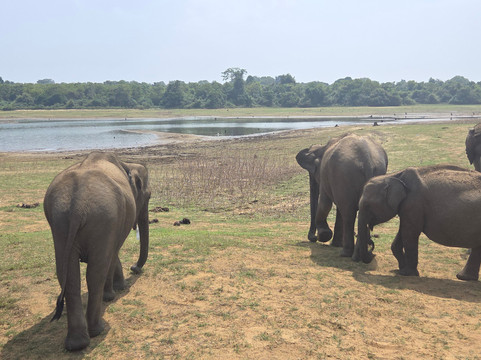 Udawalawe Lahiru Safari Guide Tours-乌达瓦拉维国家公园必去景点