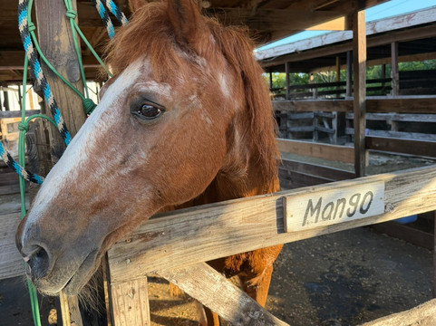 Provo Ponies-Long Bay Hills必去景点