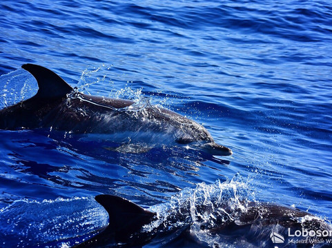 Lobosonda - Madeira Whale Watching-卡列塔必去景点