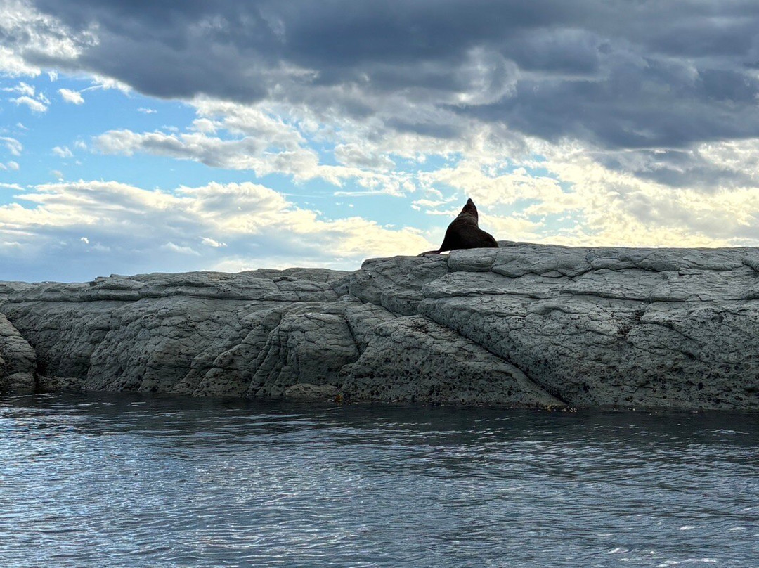 Seal Kayak Kaikoura-Kaikoura必去景点
