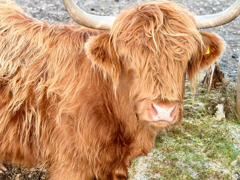 MacBackpackers Tours of Scotland-爱丁堡必去景点