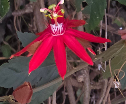 Oropopo Experience-圣何塞必去景点