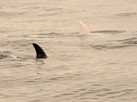 蒙特雷湾观鲸之旅-蒙特雷必去景点