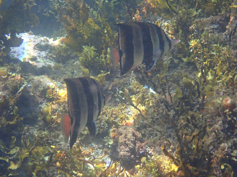 Australia's Coastal Wilderness Adventures-赫斯基森必去景点