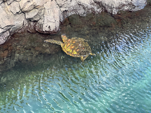 Midland Travel-基多必去景点