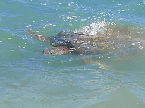 Prem Tours Sri Lanka-尼甘布必去景点