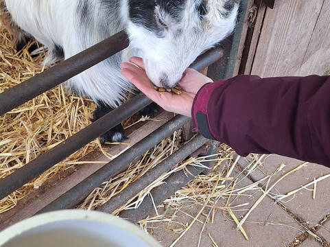 Small Breeds Farm Park-Kington必去景点