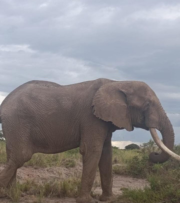 Nature Insight Safaris-内罗毕必去景点