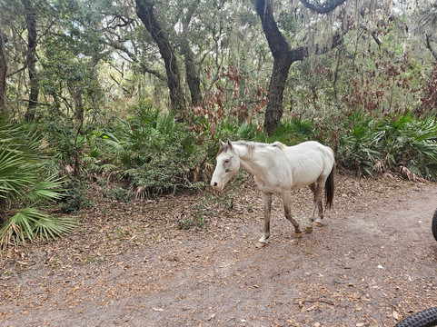 Cumberland Island Ferry