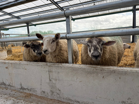 Cattle Country Adventure Park-Berkeley必去景点