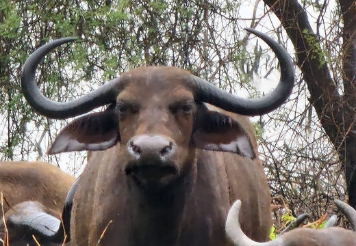 Travel wise Safari-阿鲁沙必去景点