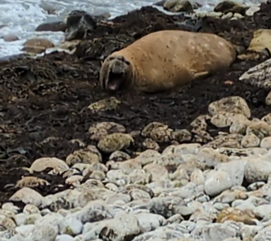 Falklands Outdoors-Stanley必去景点
