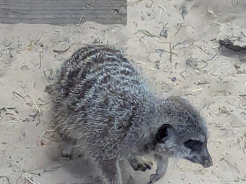 Holmes Chapel Zoo-Holmes Chapel必去景点