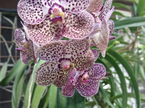 Orchid Island-苏瓦必去景点