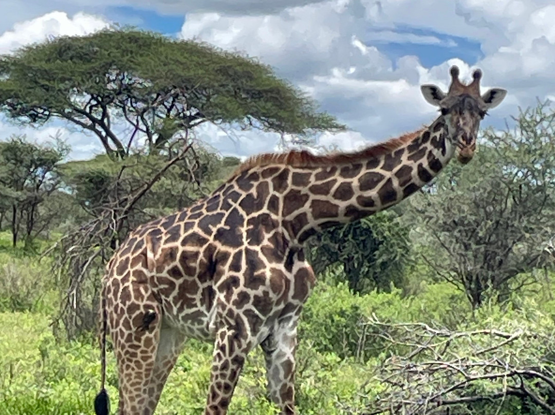 Bright Tanzania - Private climbing & Safari tours-莫西必去景点