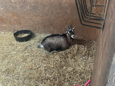 Meadowcroft Farm Alpacas-Bury必去景点