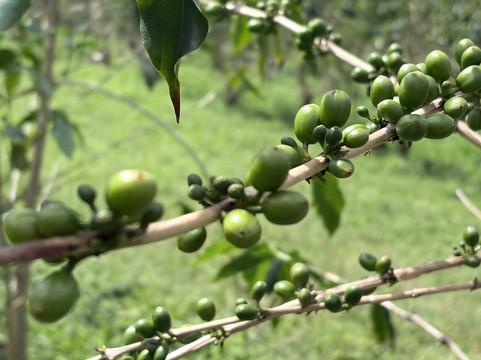 Hula Daddy Kona Coffee-哈陆亚洛亚必去景点