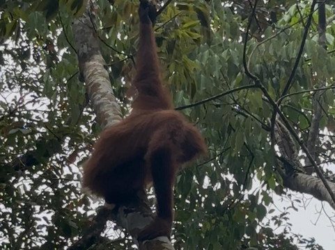 Trekking Orangutan Sumatra-武吉拉旺必去景点