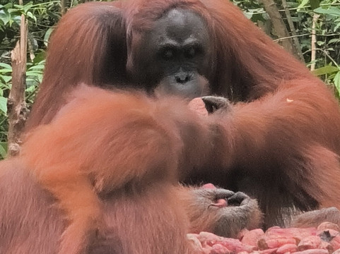 Bornean Orangutan Holiday-Pangkalan Bun必去景点