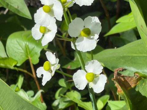 Oakland Nature Preserve-Oakland必去景点