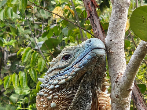 Blue Iguana Conservation Tour-North Side必去景点