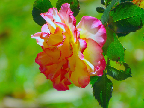 Nature Coast Botanical Gardens & Nursery-Spring Hill必去景点