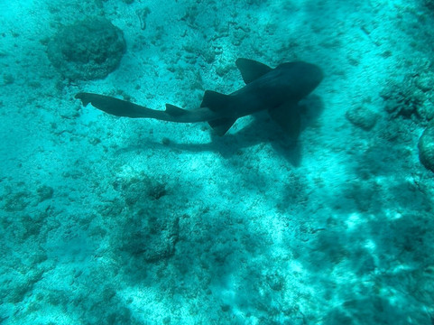 Big Beard's Adventure Tours-Christiansted必去景点