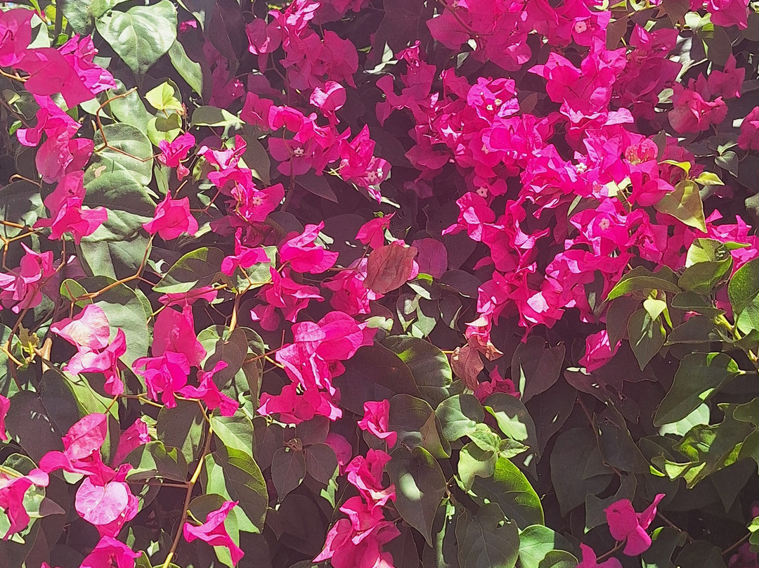 Retire in Panama Tours | Move to Panama | Panama Relocation Experts-波魁特必去景点