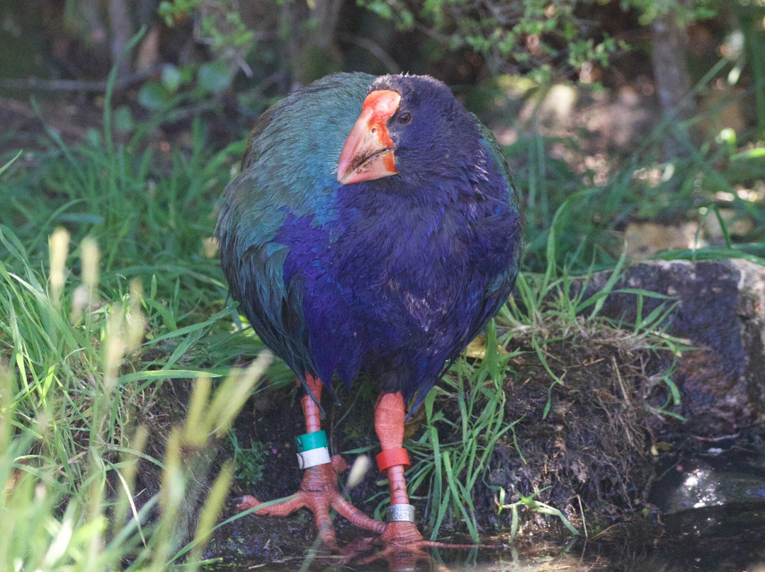 Orokonui Ecosanctuary-但尼丁必去景点
