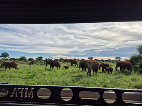 Safari po naszemu-内罗毕必去景点